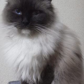 ラグドールの男の子