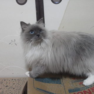 ラグドールハーフの女の子