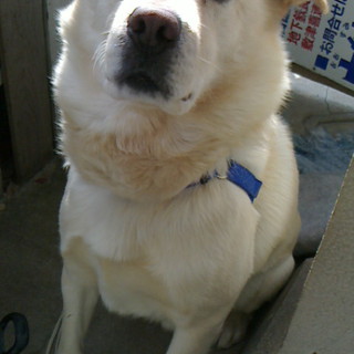 ラブラドールMiXで黄色白色です