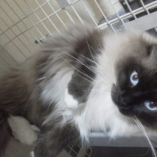 ラグドールハーフ