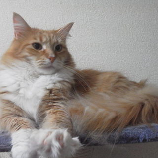 メインクーンの女の子