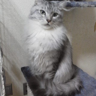 メインクーンハーフの男の子