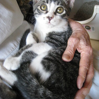 （里親様決定）キジ白の男の子里親募集