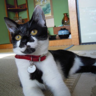 ユニークな顔の白黒女の子♪