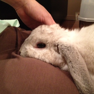 甘えん坊のウサギの里親募集