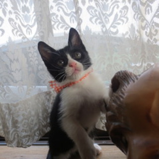 （里親様決定）白黒ハチ割れの元気な男の子♪