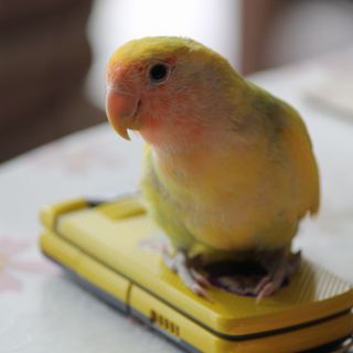 とても優しい里親さんに決まりました。本当にありがとうございました。