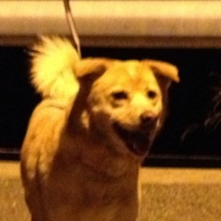 人懐っこいモコちゃんの里親募集