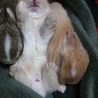 うさぎの赤ちゃん（2012.12.18生まれ） サムネイル5