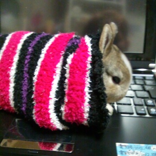 うさぎの赤ちゃん（2012.12.18生まれ）