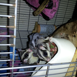 可愛がってくださる方に限ります。