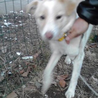 1才中型犬花ちゃん