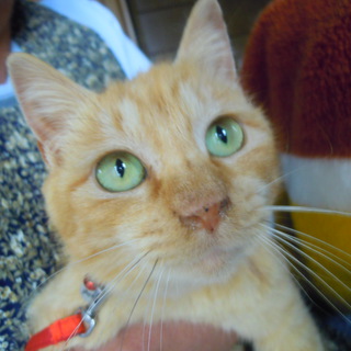 茶トラの女の子里親さん募集