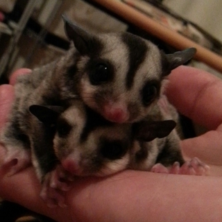 フクロモモンガ(ｵｽ/ﾒｽ)里親募集