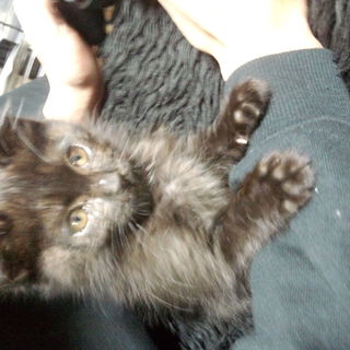 人懐っこい子猫ちゃんです！