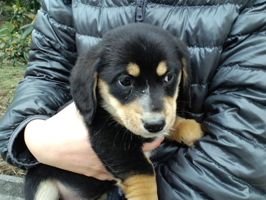ブロンズ？子犬　３匹 20130107223820-7282.jpg