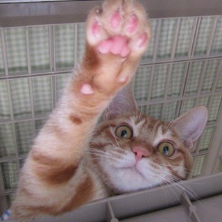 濃い茶トラの男の子