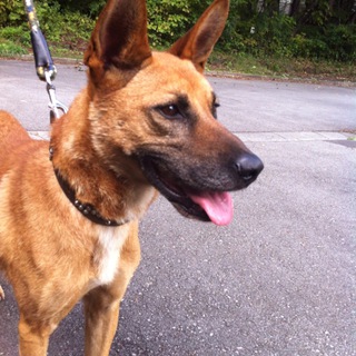 シェパードミックス　ハッチ君　