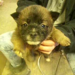 雑種ブラザーズ