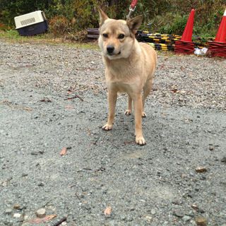 おとなしいマロンちゃん