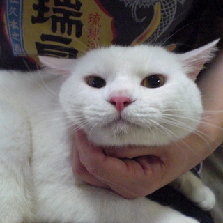 障害を物ともせず頑張ってる白猫！