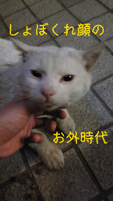 障害を物ともせず頑張って 東京都 猫の里親募集 ペットのおうち 月間利用者150万人