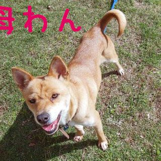 １～２か月の人懐こい犬