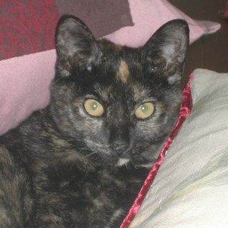 かわいい猫ちゃん里親募集！