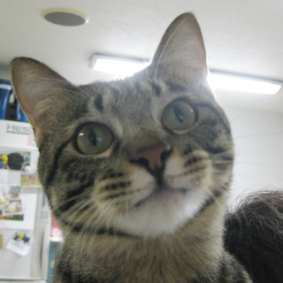 くさ太郎（♂　１歳半）