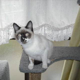 捨て猫三兄弟◇ラグドゥール風