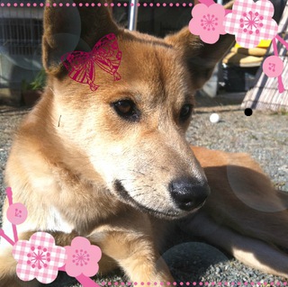 １歳ミックス犬の里親さんになってください