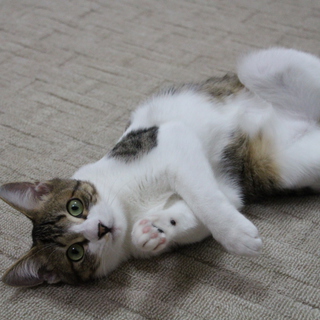 ※お問い合わせ対応中のため一旦中断※　人懐こい男の子