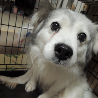 GO!保護犬GO　小山町多頭現場の子　ありがとう