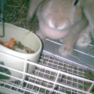 里親募集　ホーランドロップの女の子<茶>