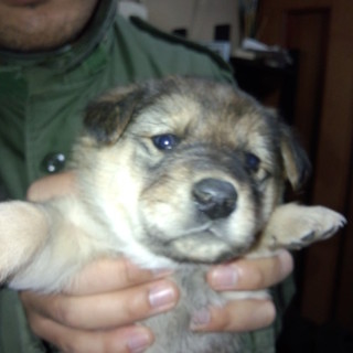 雑種の子犬です（3匹のうち1匹）※終了しました