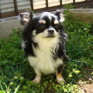 美しいチワワ女の子