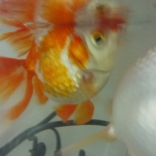 金魚二匹の里親様募集！