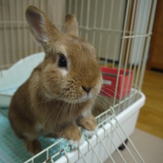 里親様決定しました！ありがとうございました☆