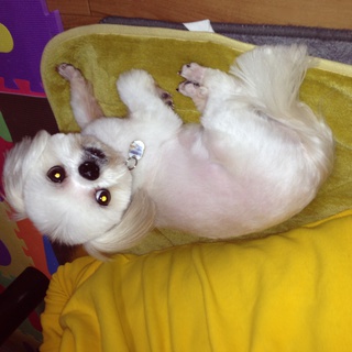 シーズー×マルチーズ 6歳♂