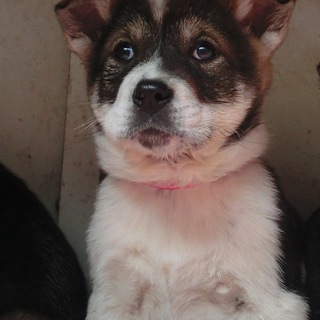 生後３-4ヶ月のミックス♀里親さん募集！