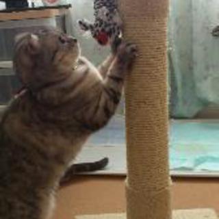 引越しのため急募