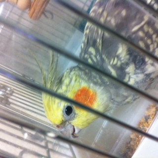 里親さんが決定いたしました。