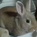 保護ウサギ　里親さま募集