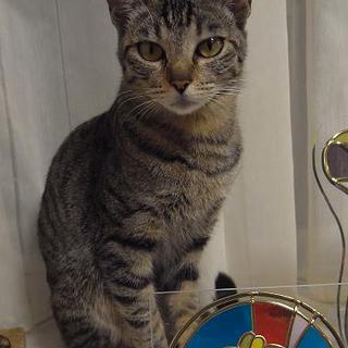 里親様が決まりました。ありがとうございました。