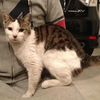 里親募集 人懐こい おりこうさんです