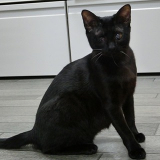 「まめ」（７ヶ月メス）