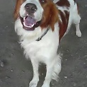 少し大きめなブリタニースパニエル　優しい里親様を探しています。