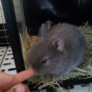 ライオンラビット 生後三週間半