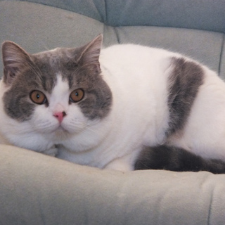 １歳ショートヘアの男の子