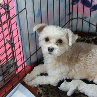 里親決まりました！ありがとうございました。